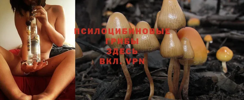 Псилоцибиновые грибы Magic Shrooms  магазин продажи наркотиков  Бронницы 